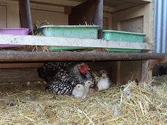 Aggie, her chicks and foster chicks