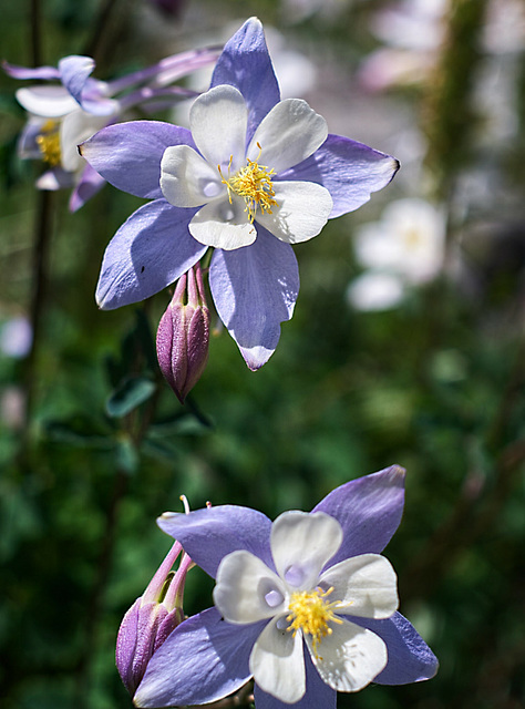 Columbine, Libby Lake