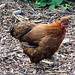 Momma hen at the Ellis Bird Farm
