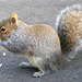 Squirrel Eating 02