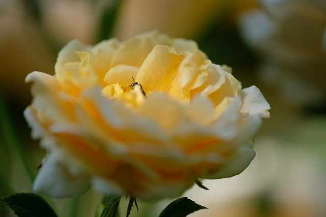 DSCF1016 DSCF1016