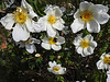 20200521 7597CPw [D~MI] Bibernell-Rose (Rosa spinosissima), Insekten, Hille
