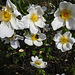 20200521 7597CPw [D~MI] Bibernell-Rose (Rosa spinosissima), Insekten, Hille