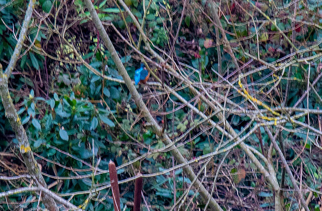 Kingfisher which sadly wouldn't come out of cover.