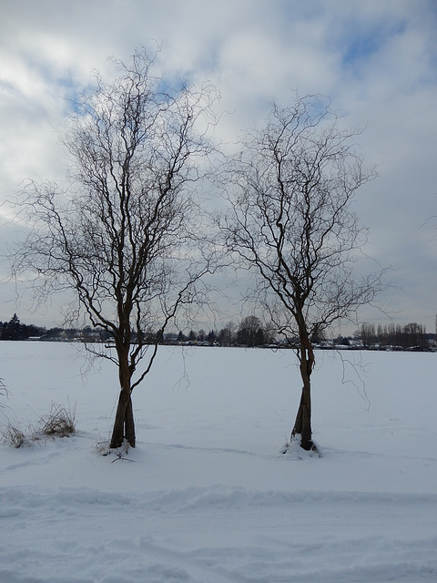 Duo im Winter