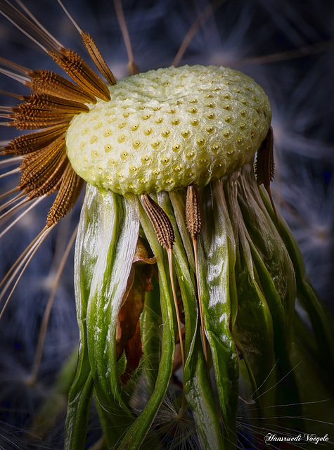 Pusteblume