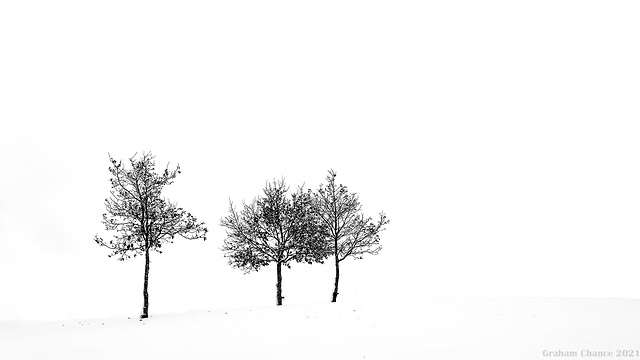 Three trees