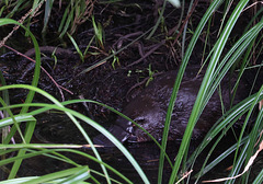 Platypus - Tasmanian Arboretum