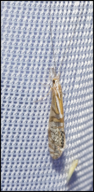 Caddis Fly,  Montezuma, Tatama, Risaralda, Colombia