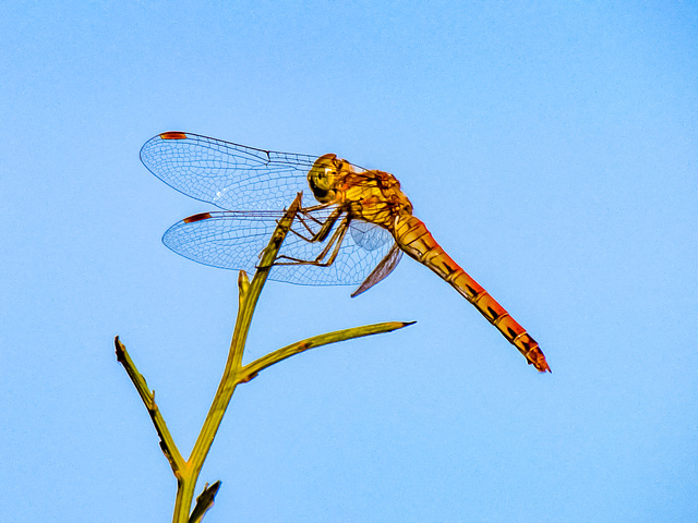 Common Darter - Sympetrum striolatum 15-09-2011 09-51-05