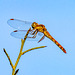 Common Darter - Sympetrum striolatum 15-09-2011 09-51-05