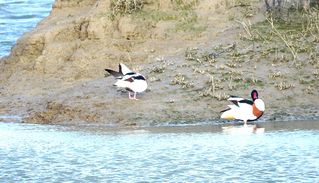 Des tadornes au bord de Rance (22) Des tadornes au bord de Rance (22)