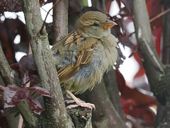 Spatz