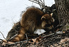 Winter raccoon DSC 0089(1)
