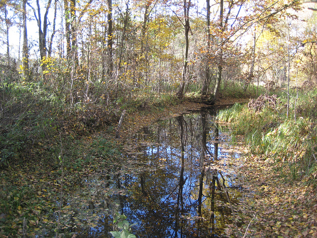 Naturschutzgebiet Schöbendorfer Busch