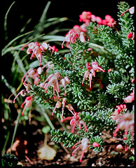 Grevillea lanigera Mount Tamboritha