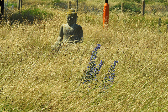 buddha dungeness kent CSC 2601