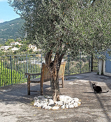 Castellar (Menton)