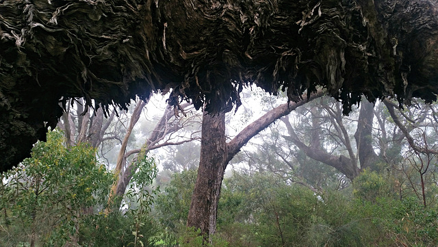 Misty morning on Beaumont Common