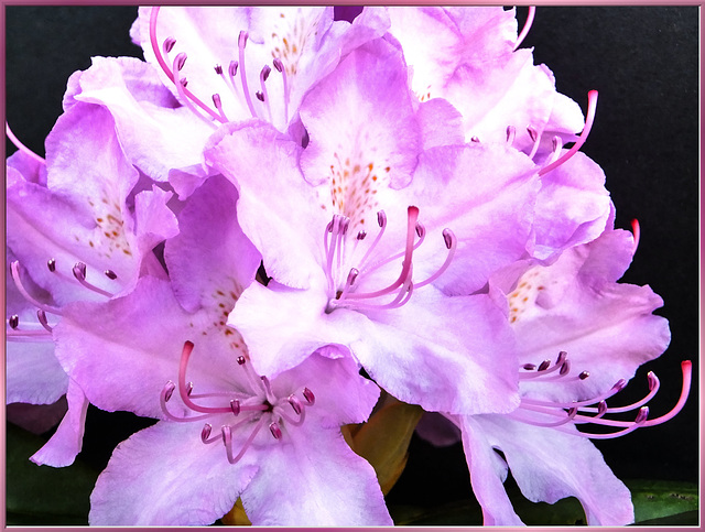 Rhododendron. ©UdoSm