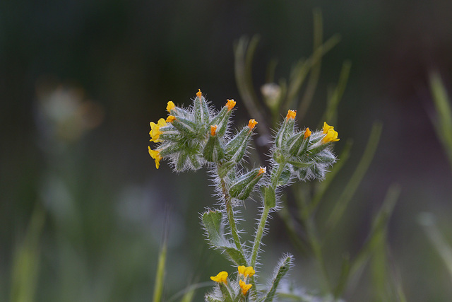 Common Fiddleneck