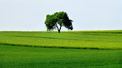 DE - Bad Neuenahr - Solitary tree