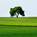 DE - Bad Neuenahr - Solitary tree