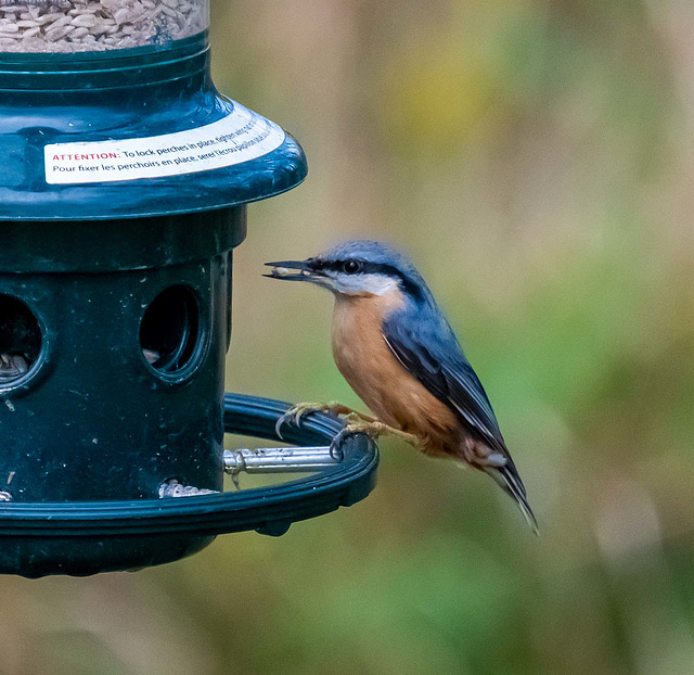 Nuthatch