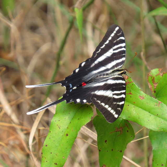 Zebra swallowtail