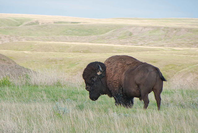 bison at GNP West