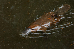 Platypus - Tasmanian Arboretum