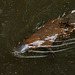 Platypus - Tasmanian Arboretum