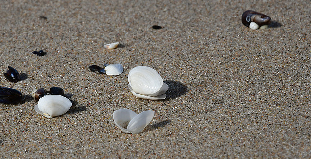 Muscheln am Strand