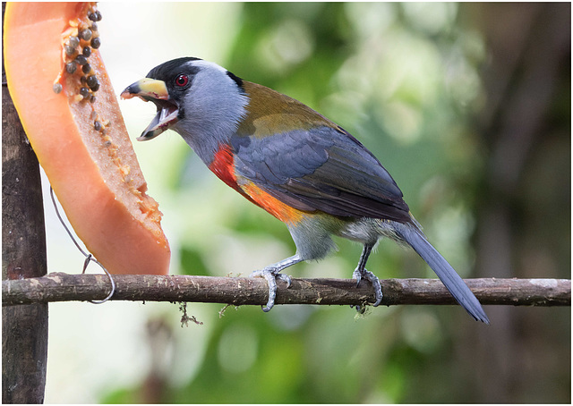 EF7A8524-CR2 DxO DeepPRIMEToucanBarbet