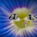 Der Persische Ehrenpreis (Veronica persica) hat sich geöffnet :)) The Persian speedwell (Veronica persica) has opened :)) La véronique de Perse (Veronica persica) s'est ouverte :))