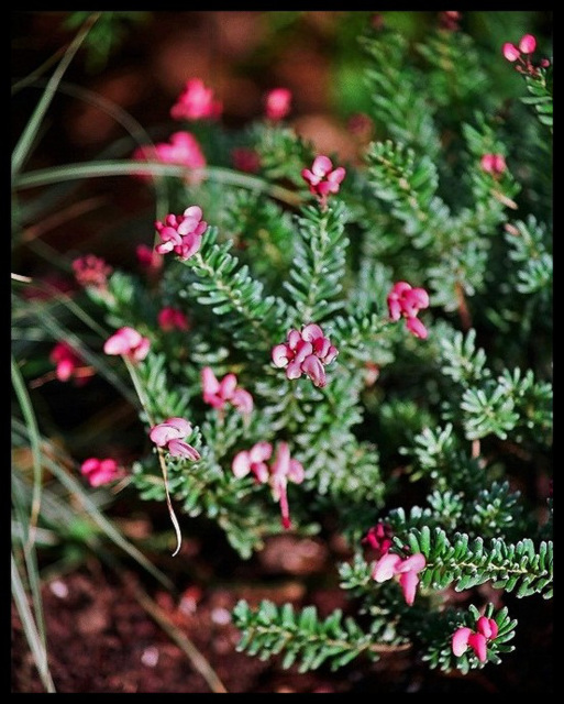 Grevillea lanigera Mount Tamboritha