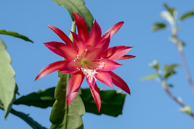 Epiphyllum (-Disocactus) -Hybride - 2017-04-13_D500_DSC0169