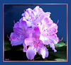 Rhododendron in full bloom... ©UdoSm