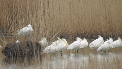 20180403 3398CP~V [D~AUR] Löffler, Leybucht, Greetsiel