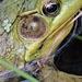 Green frog tympanic membrane and eye