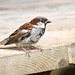 Sparrow (1)