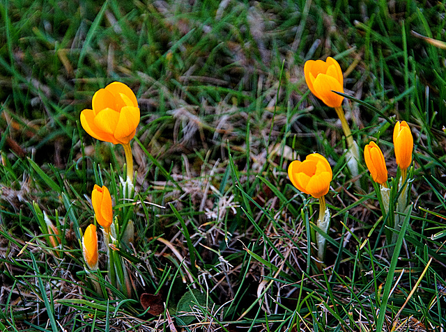 Die ersten Krokusse