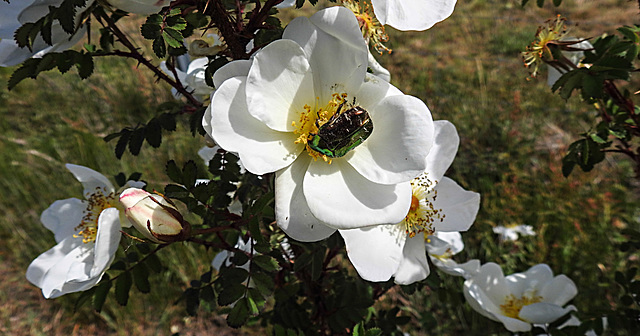 20200521 7598CPw [D~MI] Bibernell-Rose (Rosa spinosissima), Rosenkäfer, Hille