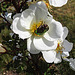 20200521 7598CPw [D~MI] Bibernell-Rose (Rosa spinosissima), Rosenkäfer, Hille