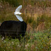 A cattle egret in flight