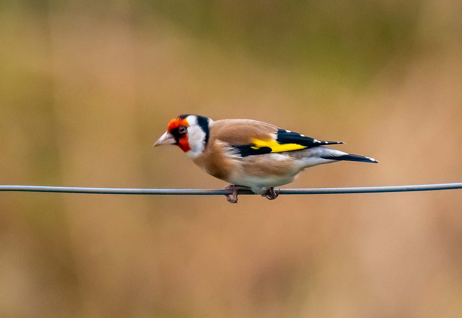 Goldfinch