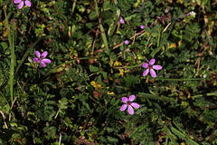 Erodium à feuille de ciguë  - Erodium cicutarium- "Bec - de -grue"