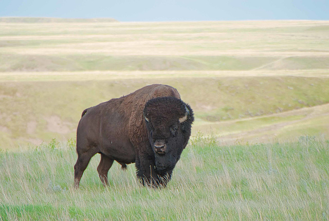 bison at GNP West 2