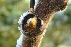 Sumac de Virginie en dormance...