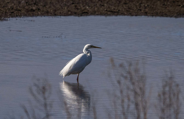 Great white egret Great white egret